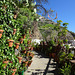 Flower Pots In Artenara