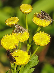 20210831 2675CPw [D~LIP] Rainfarn (Tanacetum vulgare), Brennnessel-Spreizflügelfalter (Anthophila fabriciana), Insekt, UWZ, Bad Salzuflen