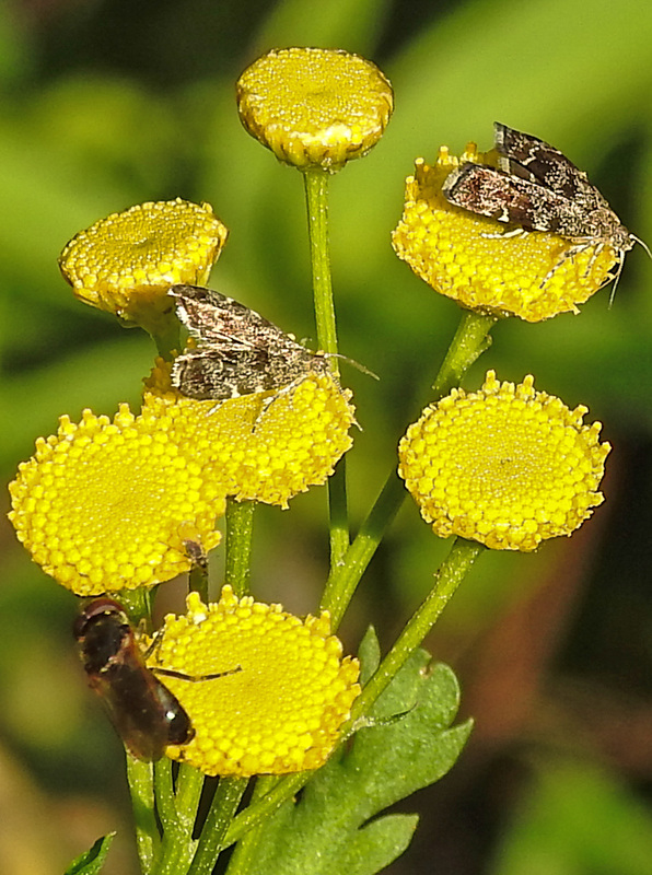 20210831 2675CPw [D~LIP] Rainfarn (Tanacetum vulgare), Brennnessel-Spreizflügelfalter (Anthophila fabriciana), Insekt, UWZ, Bad Salzuflen