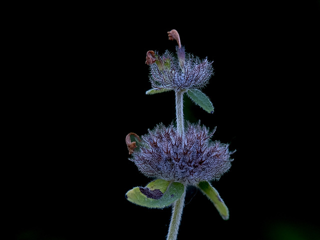 menthe pouillot