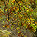 20241013 Rando Col de Bes (Cévennes) (28)