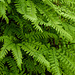 Maidenhair Fern / Adiantum aleuticum