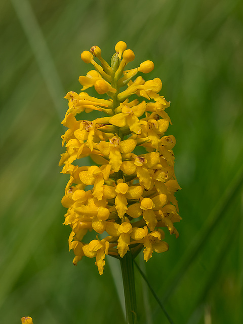 Gymnadeniopsis integra (Yellow fringless orchid)