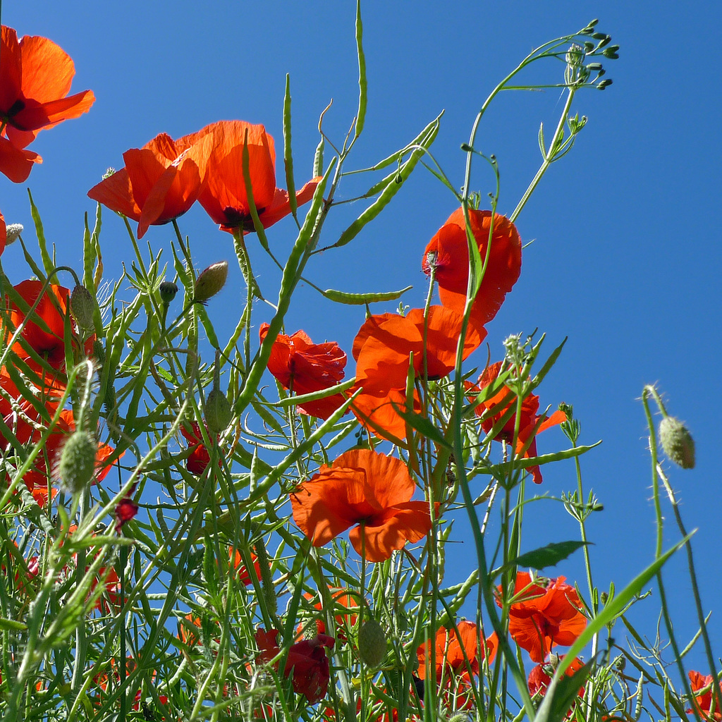 Sweden - Östergötland, poppies