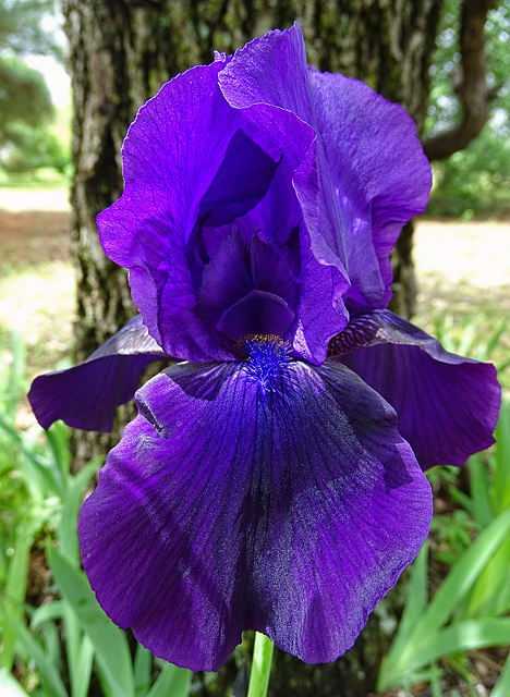 Purple Iris