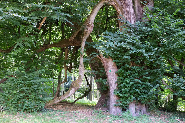 Vieux tilleul - Parc du Désert de Retz