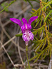 Arethusa bulbosa (Dragon's Mouth orchid)