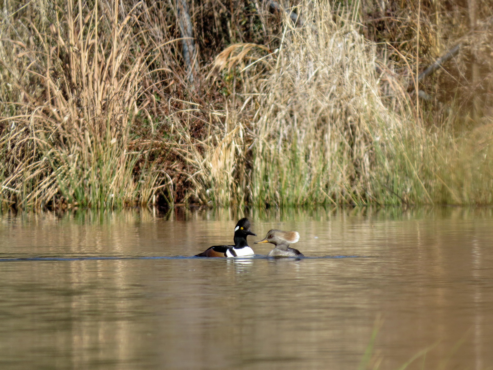 Hooded mergansers