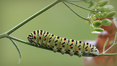 Chenille de Machaon (Papilio machaon)