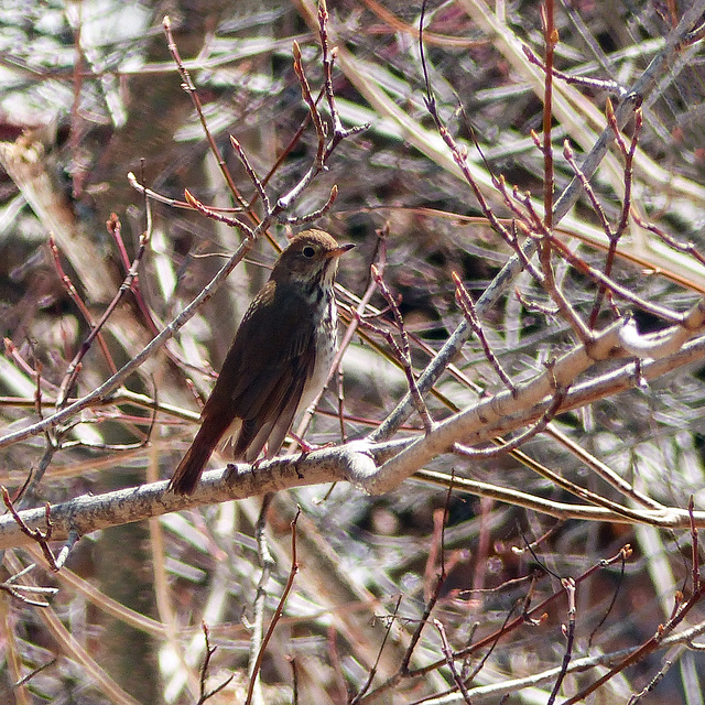 Day 6, Swainson's Thrush, Tadoussac, Quebec