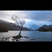 The lone tree, Lake Padarn