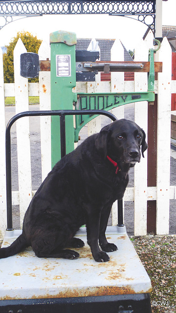 Jet like many ladies does not like to be weighed in public - at the restored Cromdale Railway station!