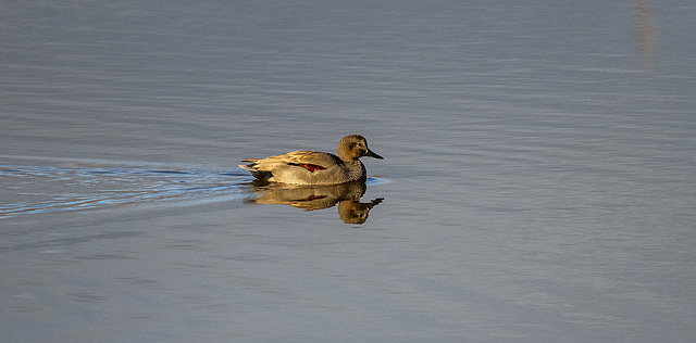 Gadwall