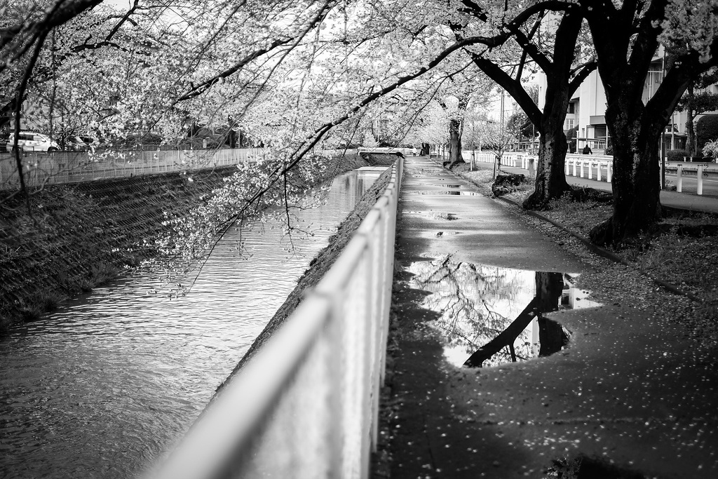 Cherry blossoms in the rain