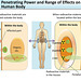 ROC - radiation effects