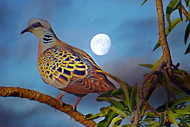 Tourterelle des bois (Streptopelia turtur)
