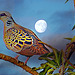 Tourterelle des bois (Streptopelia turtur)
