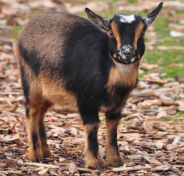 Goat at the American West Center