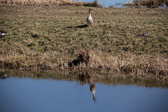 20150308 7236VRTw [D~PB] Graugans [Anser anser), Steinhorster Becken, Delbrück