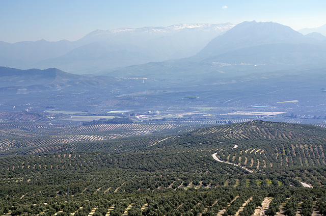 Olive farming in Jaen Province, Andalucia