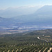 Olive farming in Jaen Province, Andalucia