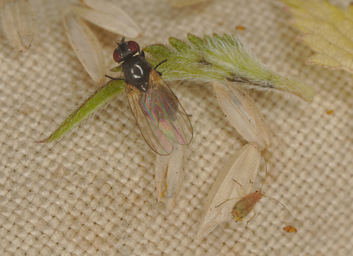EF7A1910fly