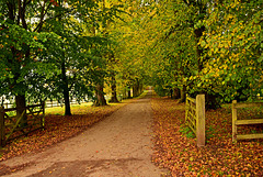 Hinton St Mary Beeches