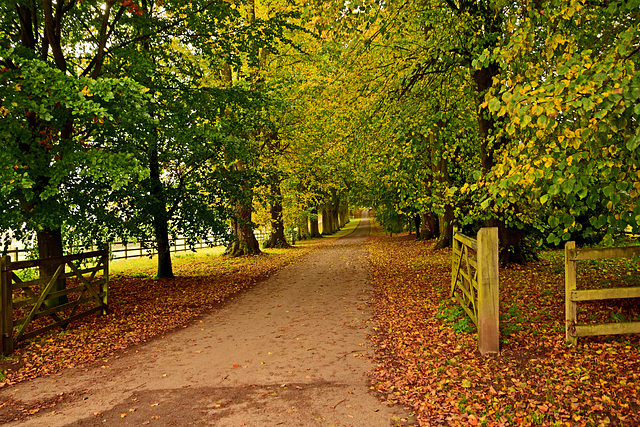 Hinton St Mary Beeches