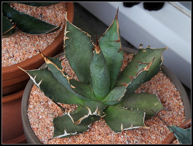 Agave titanota