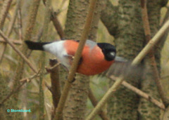 Bullfinch Male A M27 03