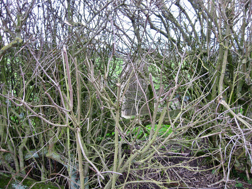 The Trig Point (126m) on Salt Street near No Man's Heath