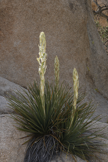 Mojave Yucca