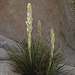 Mojave Yucca