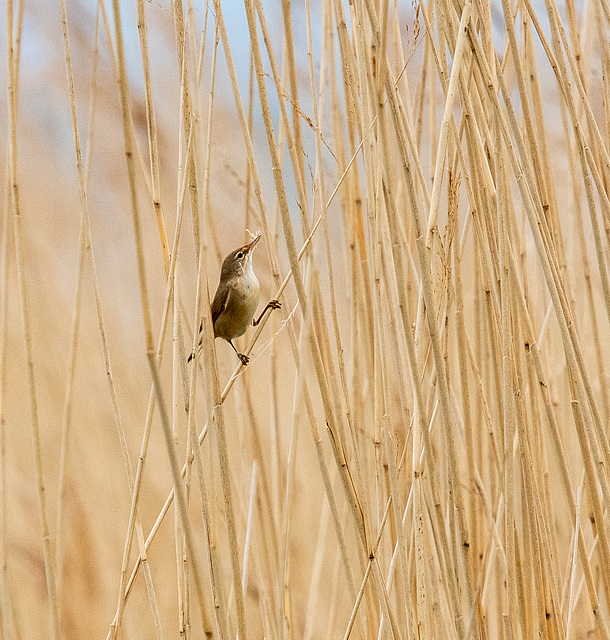 Reed warbler