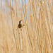 Reed warbler