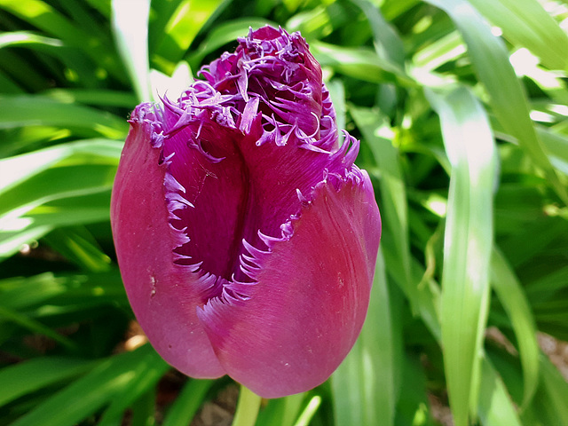 La tulipe ...........Théophile GAUTIER