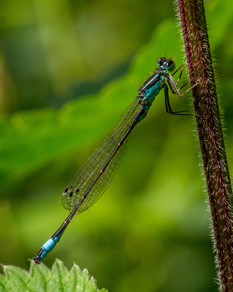 Blue tailed damselfly