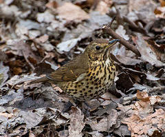 Thrush3