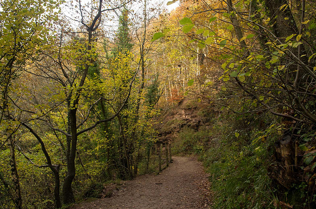 Woodland walk