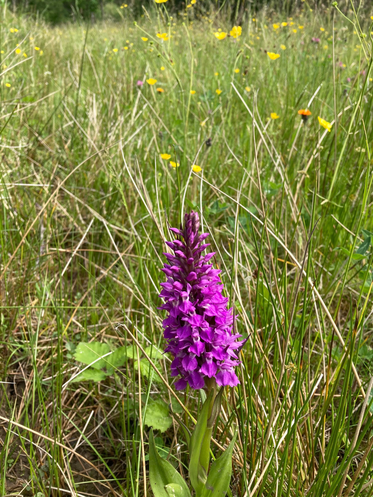 Marsh orchid