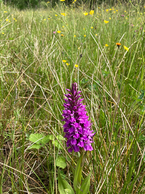 Marsh orchid