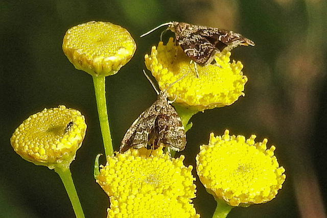 20210831 2677CPw [D~LIP] Rainfarn (Tanacetum vulgare), Brennnessel-Spreizflügelfalter (Anthophila fabriciana), Insekt, UWZ, Bad Salzuflen