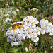 Biene  (Apidae) auf Gemeiner Schafgarbe (Achillea millefolium)