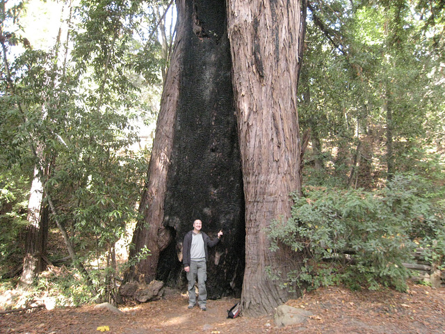 Pfeiffer Big Sur State Park