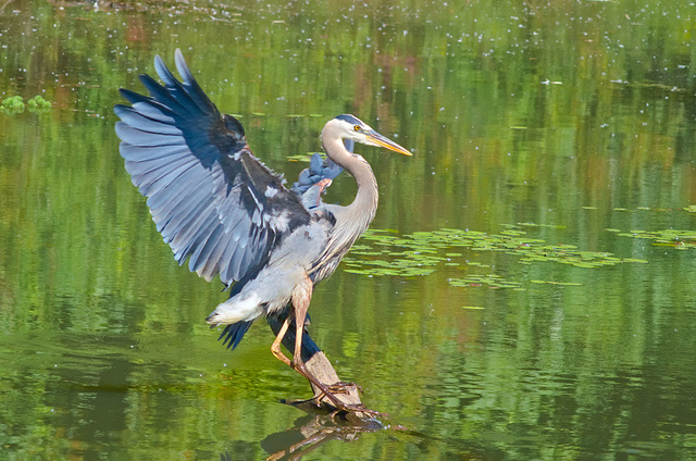 Great Blue Heron