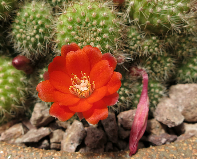 Huntington Gardens Cactus Flower (0239)