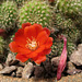 Huntington Gardens Cactus Flower (0239)