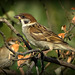 Moineau friquet.. le moineau des champs..!