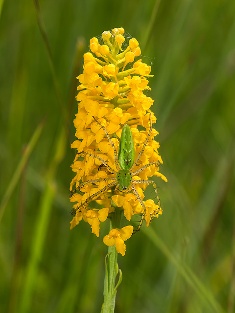 Gymnadeniopsis integra (Yellow fringless orchid) with Peucetia viridans (Green Lynx Spider)