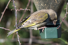 20150214 6902VRTw [D~RI]Grünfink (Carduelis chloris) [w], Rinteln